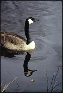 Upper branch of Charles River at Stony Brook, Norfolk / Geese