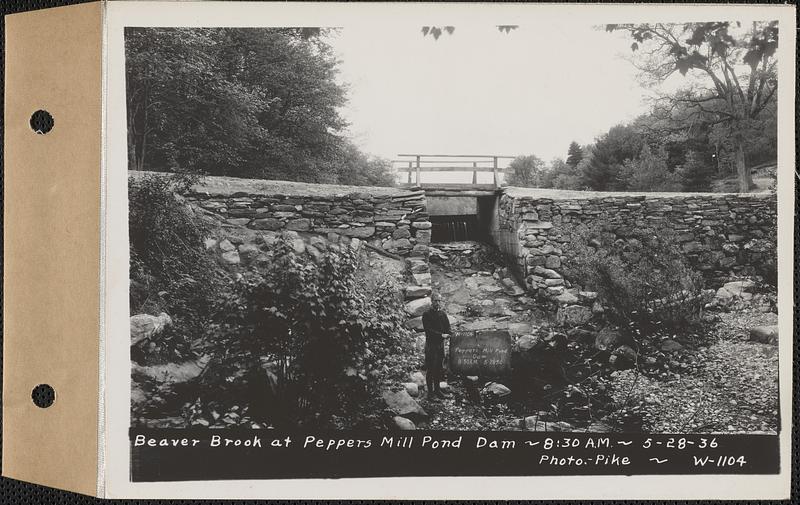 Beaver Brook at Pepper's mill pond dam, Ware, Mass., 830 AM, May 28