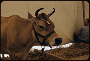 Cow dairy week, Boston Common