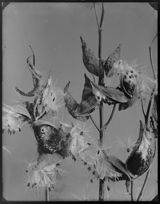 Asclepias