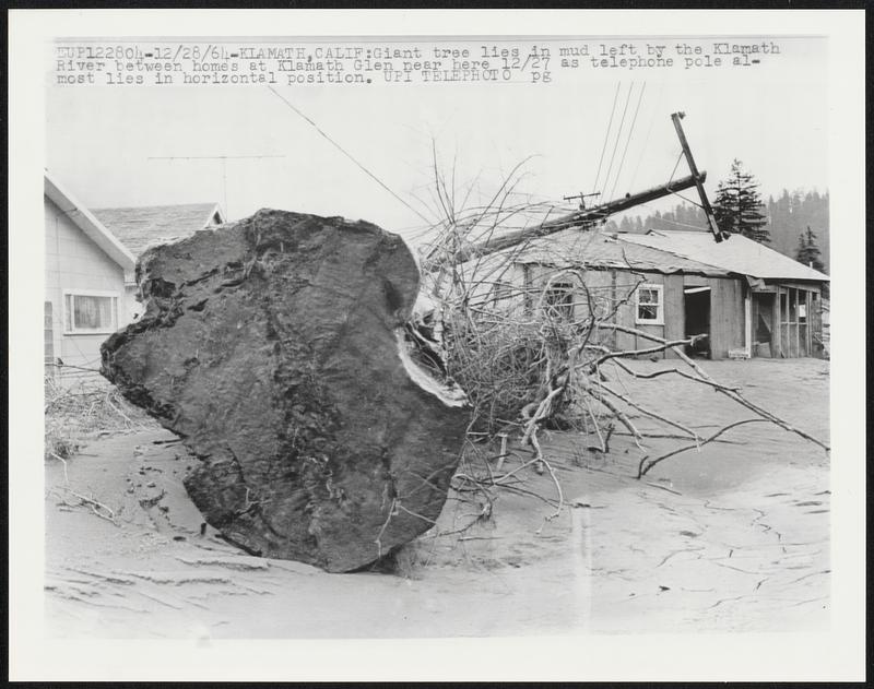 Giant tree lies in mud left by the Klamath River between homes at
