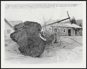 Giant tree lies in mud left by the Klamath River between homes at Klamath Glen near here 12/27 as telephone pole almost lies in horizontal position.