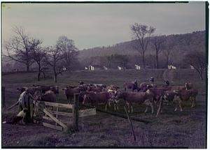 Cattle scene, Great Barrington