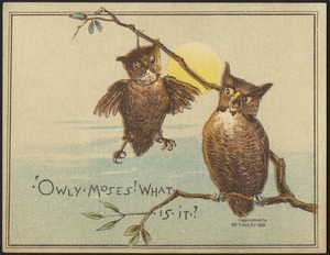 Owly moses! What is it?