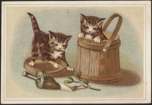 Two cats, one in a bucket and one on the lid