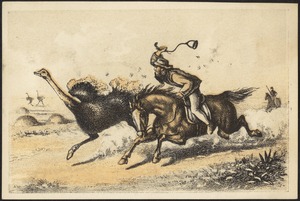 Man on horseback hunting ostrich.