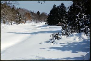 Trees along snow-covered road, Arnold Arboretum