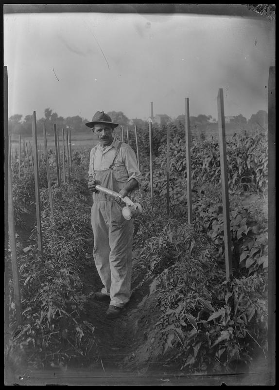 Tomatoes, spraying