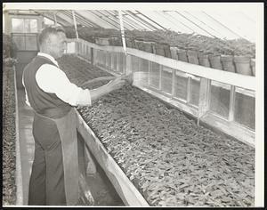 James Glennon watering colens.