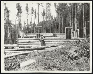 Modern Pioneers Launch Log Cabin Community. Spurred on by economic conditions, eight hardy families; reverting to the pioneer instincts of their fore fathers; have begun a log-cabin cooperative community on the edge of a wilderness that flanks the Daniel Webster Highway in this section. Among the contributing factors which led the twentieth century pioneers to strike out for themselves were high rents; cramped play room for children and lack of farming space. The cabins, built by the settlers themselves at a cost of less than $400; are constructed of pine; with clear maple and white birch flooring. All the timber supply is taken from the surrounding woods. The original cost of the land; about $60 an acre, and materials not available from natural sources constitute the outlay for what members of the community describe as "comfortable homes." Photo Shows: One of the modern family of pioneer settlers, Harley Collins, at work on his log-cabin home. Collins, who expects to have it roofed over before the first fall of snow, will move in with his wife and their one child, as soon as the home is completed.