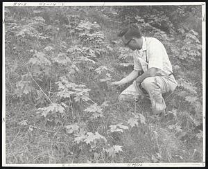 Forest Service scientist inspects sugar maple seedlings.