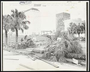 Fallen trees and debris litter the streets of Corpus Christi 8/4 after Hurricane Celia hit the city.