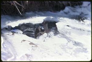 Melting ice