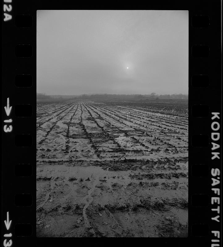 Muddy cornfield Rowley