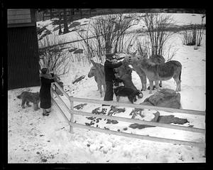 Man feeding donkeys while woman and dogs looks on