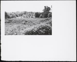 Meadows, Boston