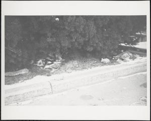 Litter among hedges