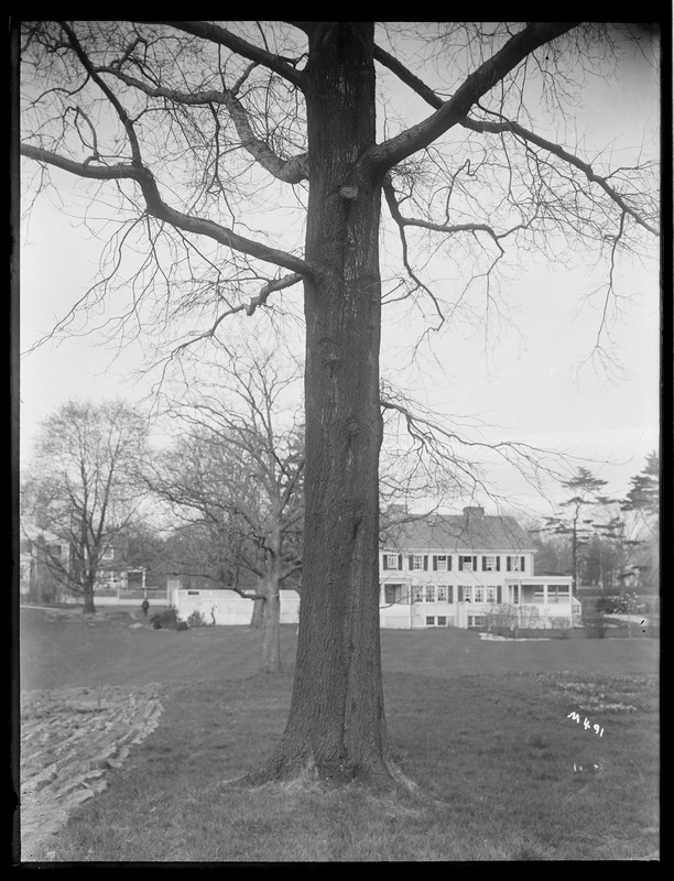 Quercus palustris Massachusetts, Milton