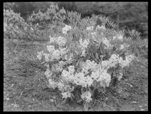 Rhododendron decorum Massachusetts (Sandwich)