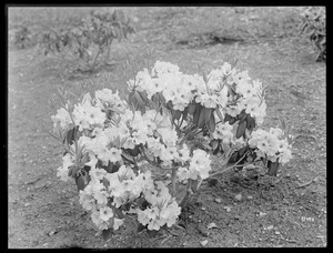 Rhododendron decorum Massachusetts (Sandwich)