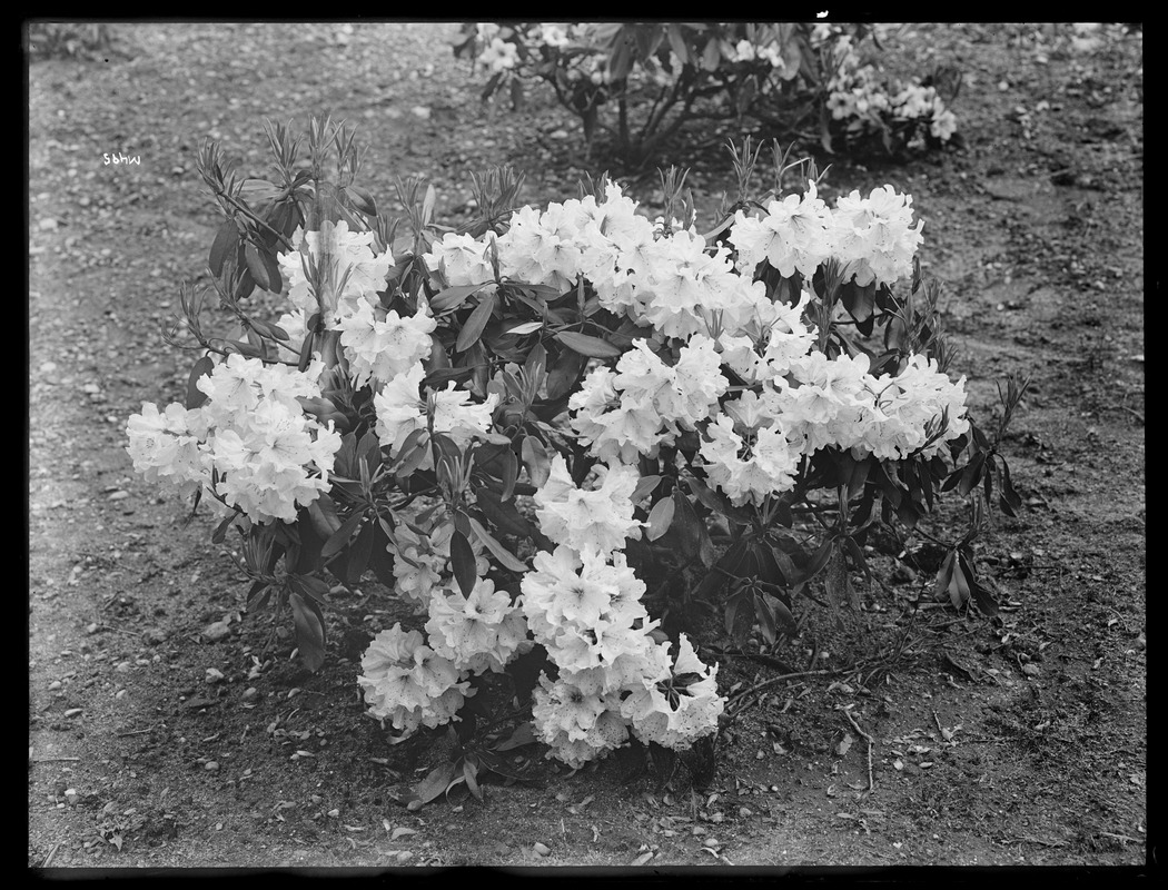 Rhododendron fortunei Massachusetts, (Sandwich)