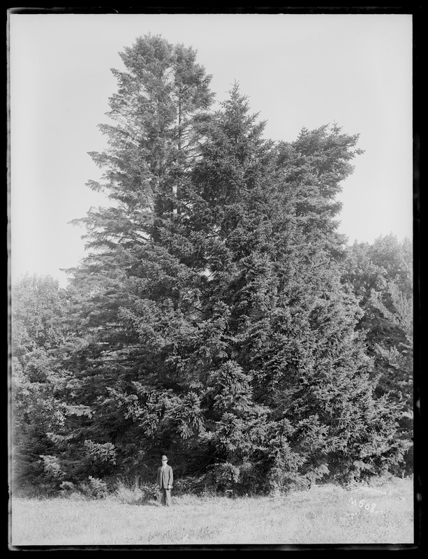 Picea polita Carr Warren, Rhode Island