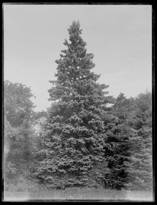 Picea pungens Englem Warren, Rhode Island