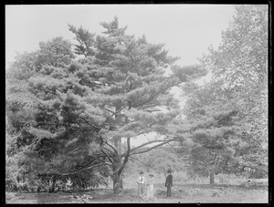 Pinus densiflora S.+Z. Warren, Rhode Island
