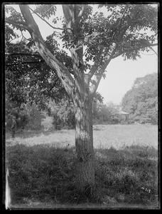 Phellodendron lavallei Dode Warren, Rhode Island