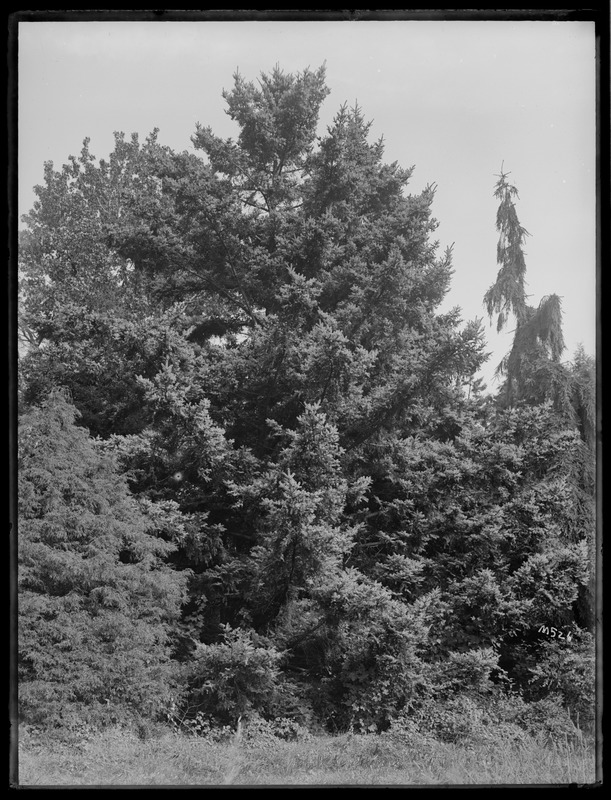 Picea jezoensis Carr. Warren, Rhode Island