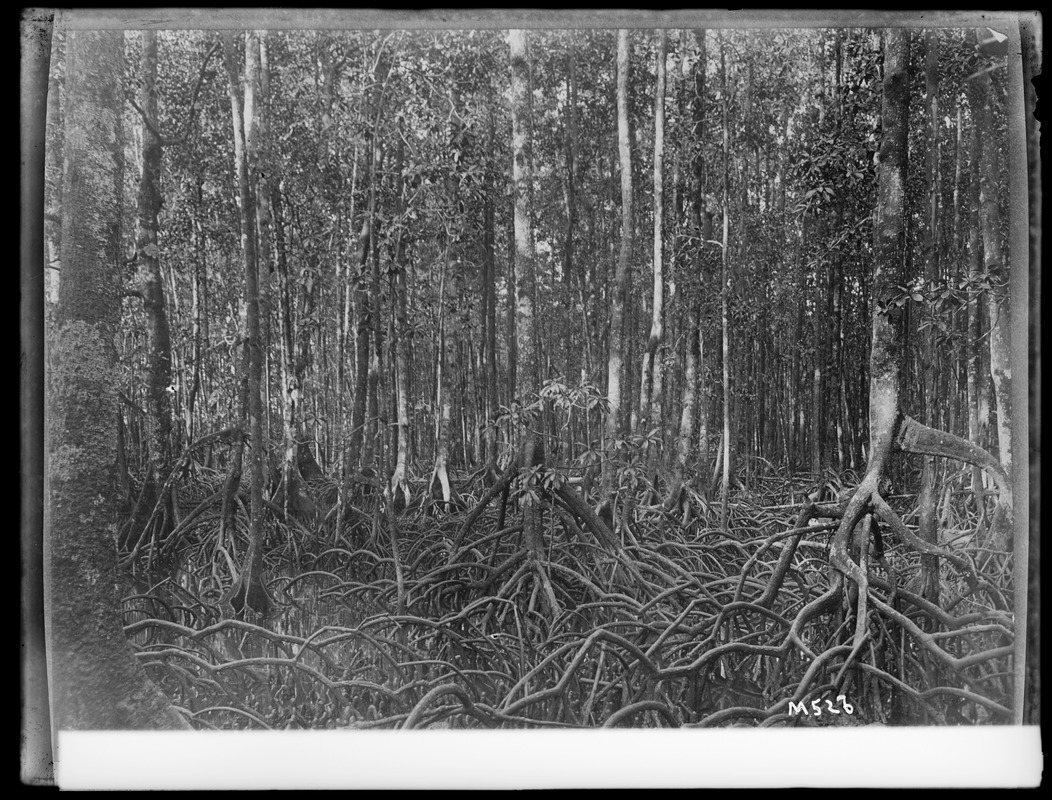 A Mangrove Swamp Solomon, Pacific Islands