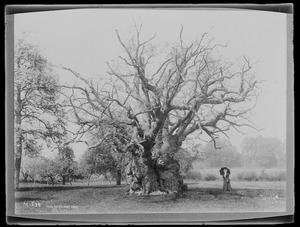 Quercus robur Newland, Gloucesteshire, England