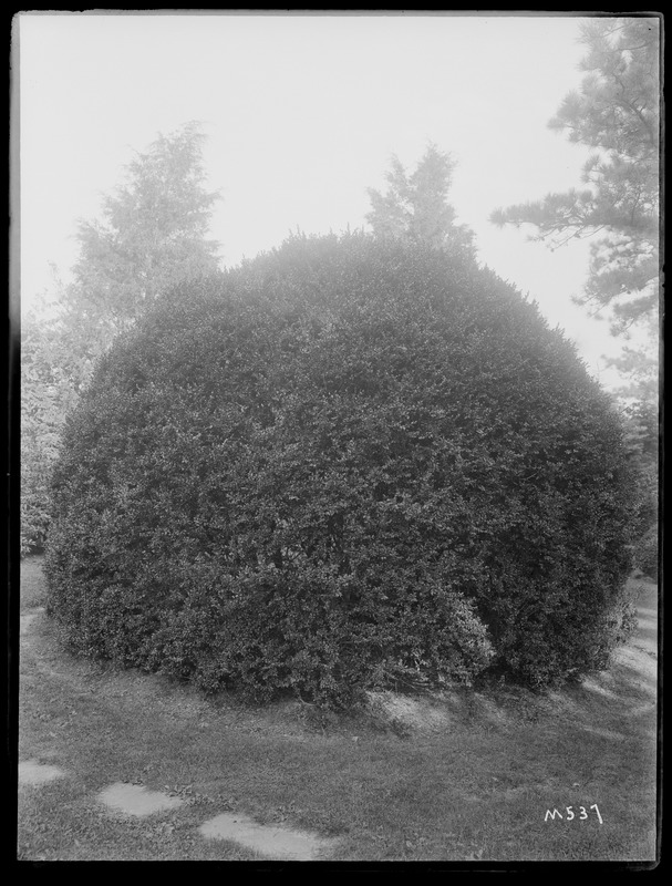 Buxus sempervirens Massachusetts, Osterville
