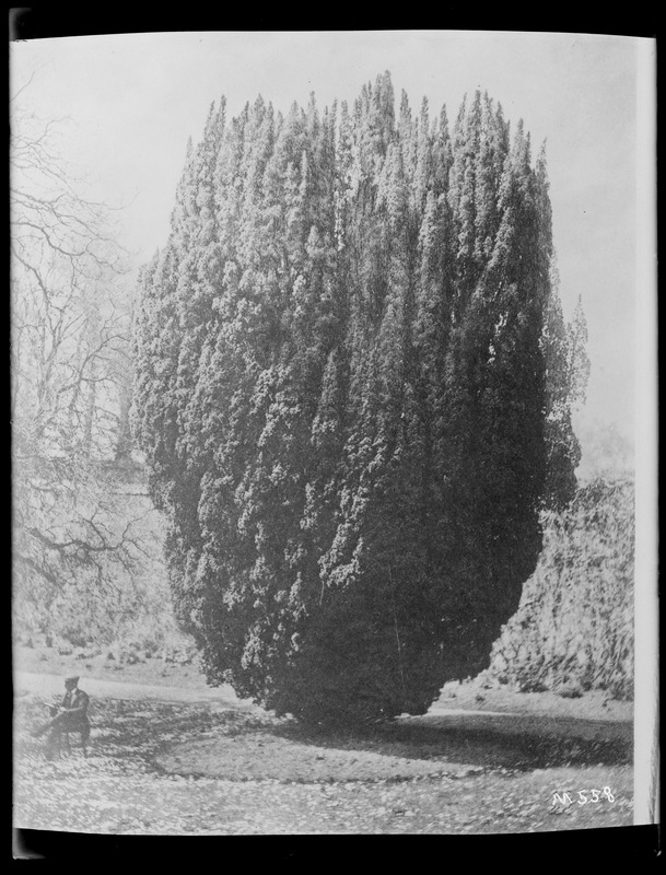 Taxus baccata fastigiata Ireland, Seaford