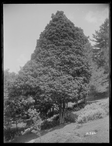 Acer saccharum forma conicum Fernald New Hampshire North Woodstock