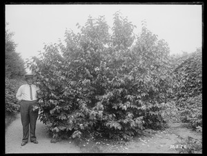 Stewartia pentagyna grandiflora Massachusetts, South Lancaster