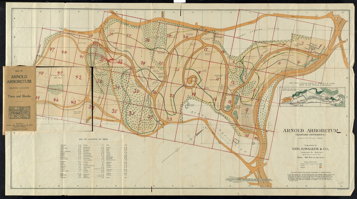 Map of Arnold Arboretum showing location of the trees and shrubs ...