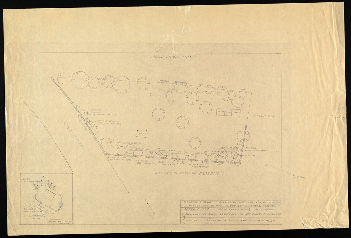 Proposed plant screen, Walter St. cemetery