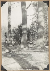 Carlisle Pines