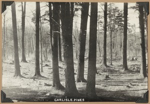 Carlisle Pines