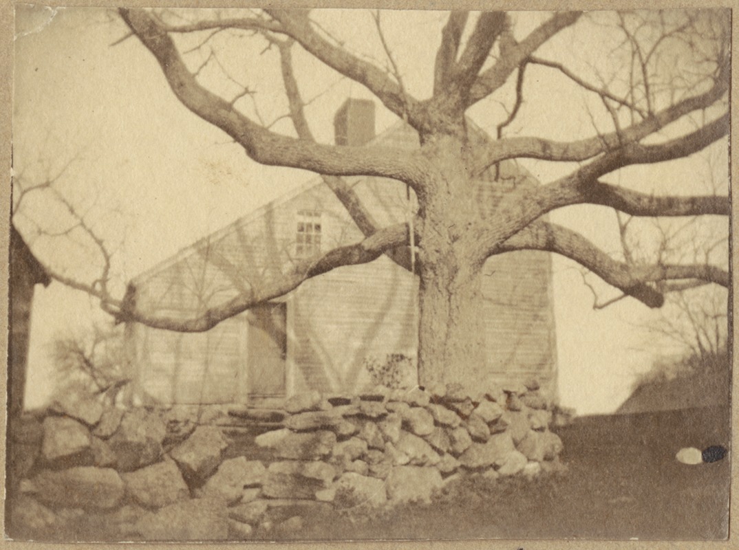 The Lilly Green house with the butternut tree which has 100 ft. spread