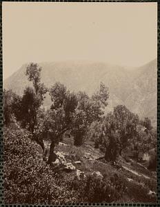 Olive trees, Delphi, Greece