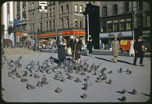 Boston Common, pigeons