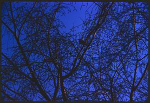 Leafless tree branches against dark blue sky