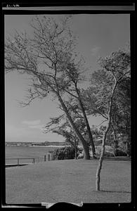 Vineyard Haven silhouettes, Martha's Vineyard