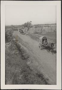 Donkies pulling buggies on a road