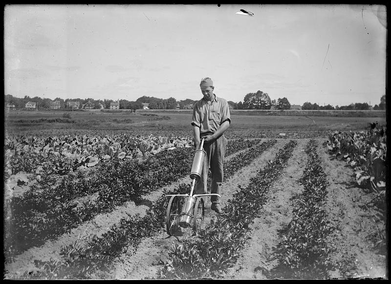 Spraying (and dusting) vegetables