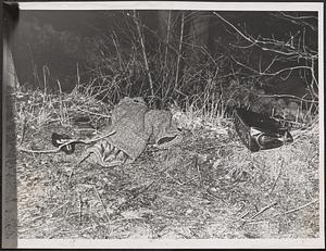 Scene of attack on Georgia Ellis