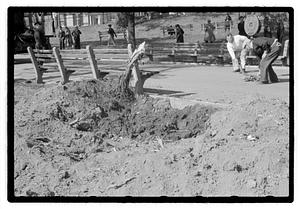 Tree root excavation