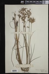 Juncus scirpoides